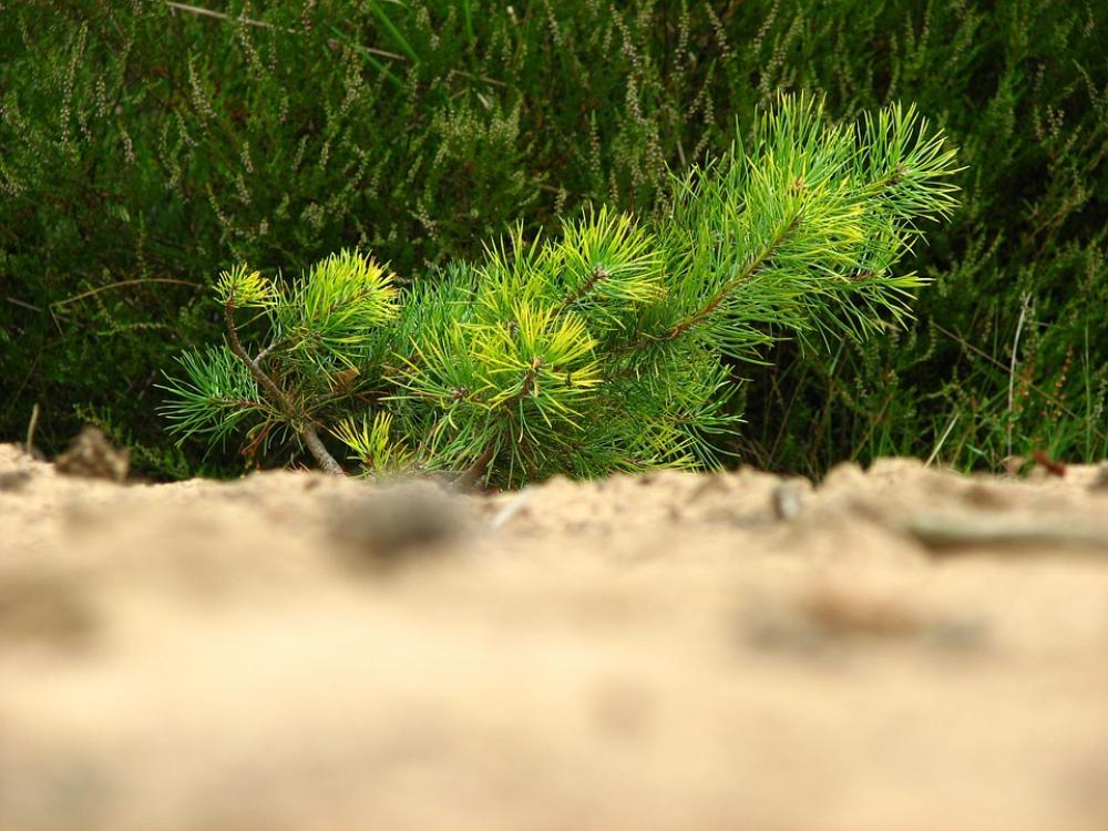 Pine Tree Young Conifer Softwood Forest Green Pine Tree Young Conifer Softwood Forest Green