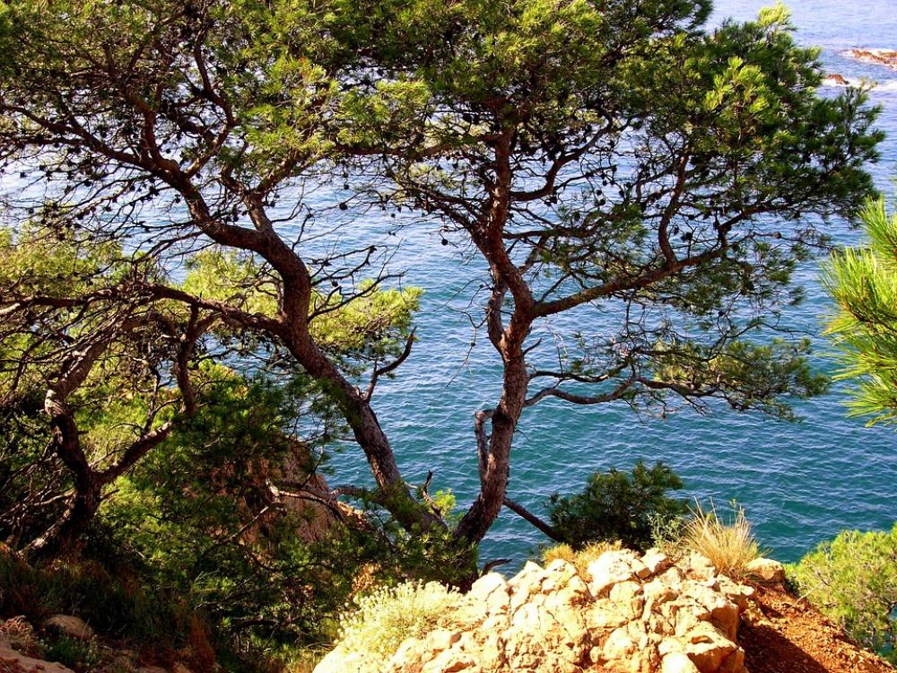 Pine Sea Water Blue Side Mediterranean Sea Pine Sea Water Blue Side Mediterranean Sea