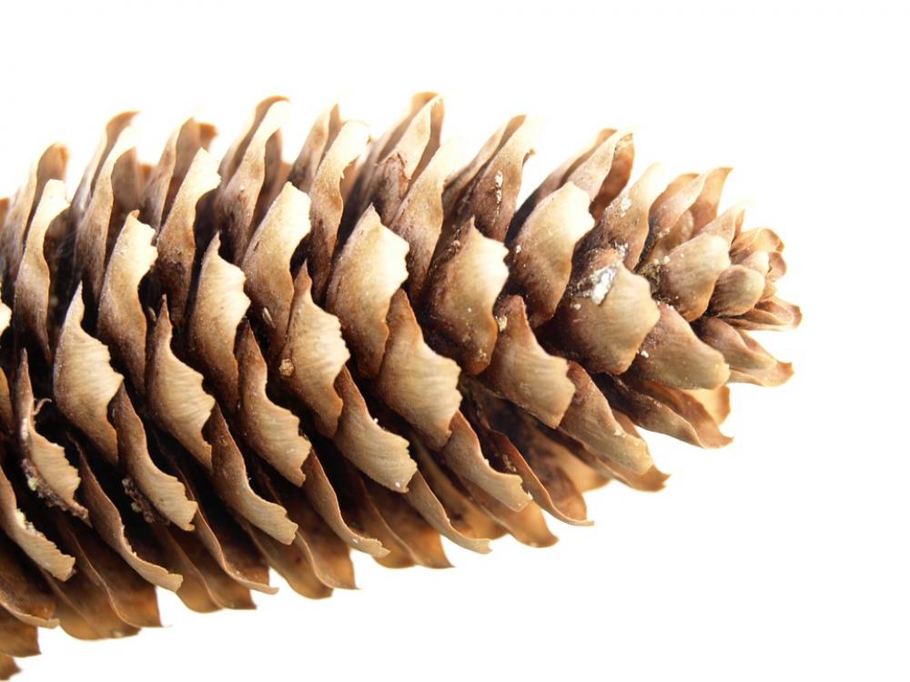 Pine Cones Conifer Spruce Forest Nature Pine Cones Conifer Spruce Forest Nature