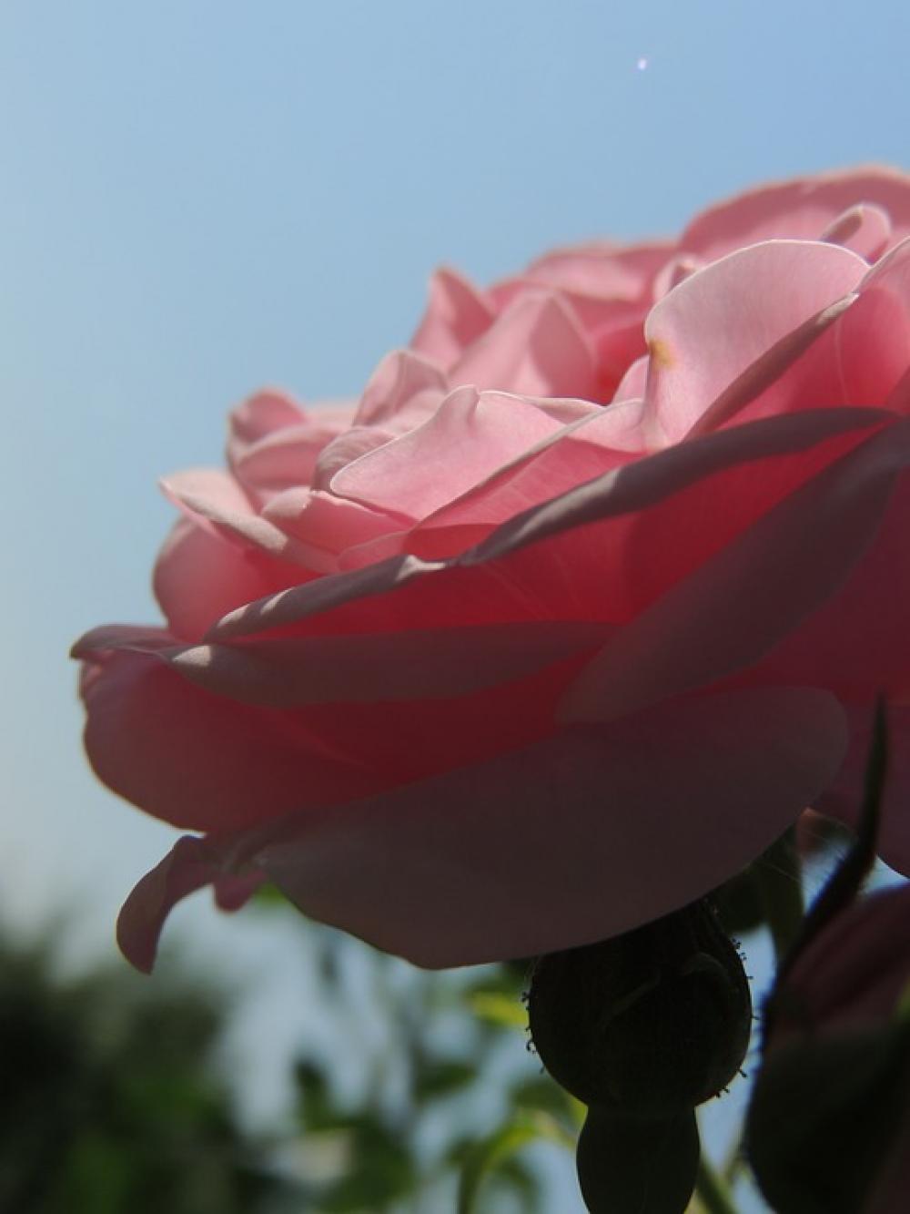 Pink Rose Flower Sun Rays Shadow Pink Rose Flower Sun Rays Shadow