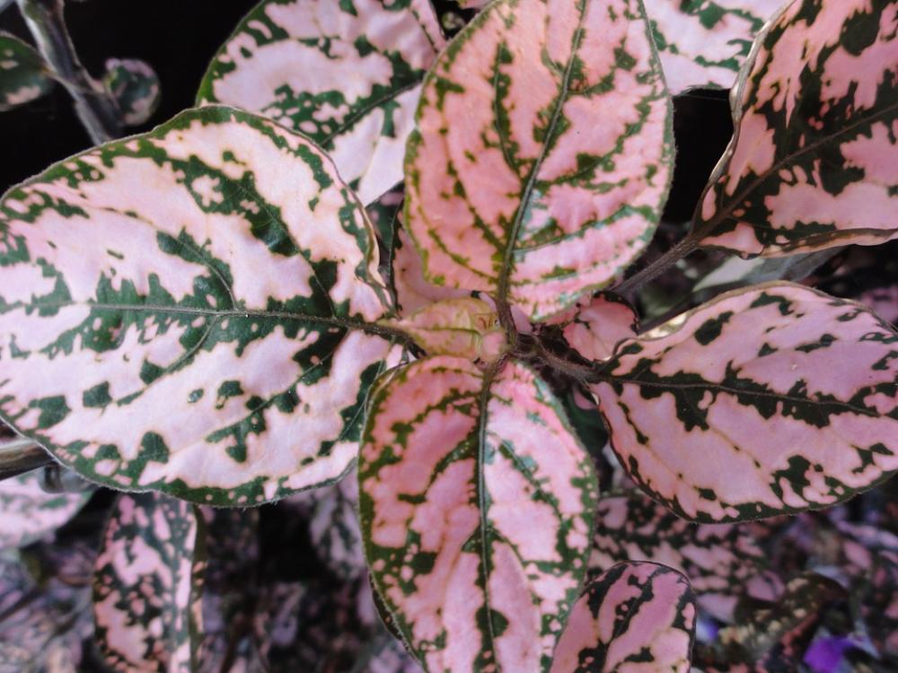 Pink Pink Sheets Plant Leaf Macro Garden Nature Pink Pink Sheets Plant Leaf Macro Garden Nature