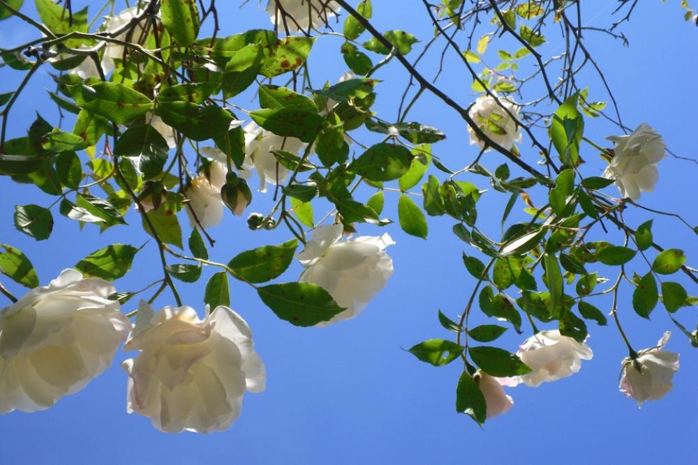 Pink White Flower Sky Pink White Flower Sky