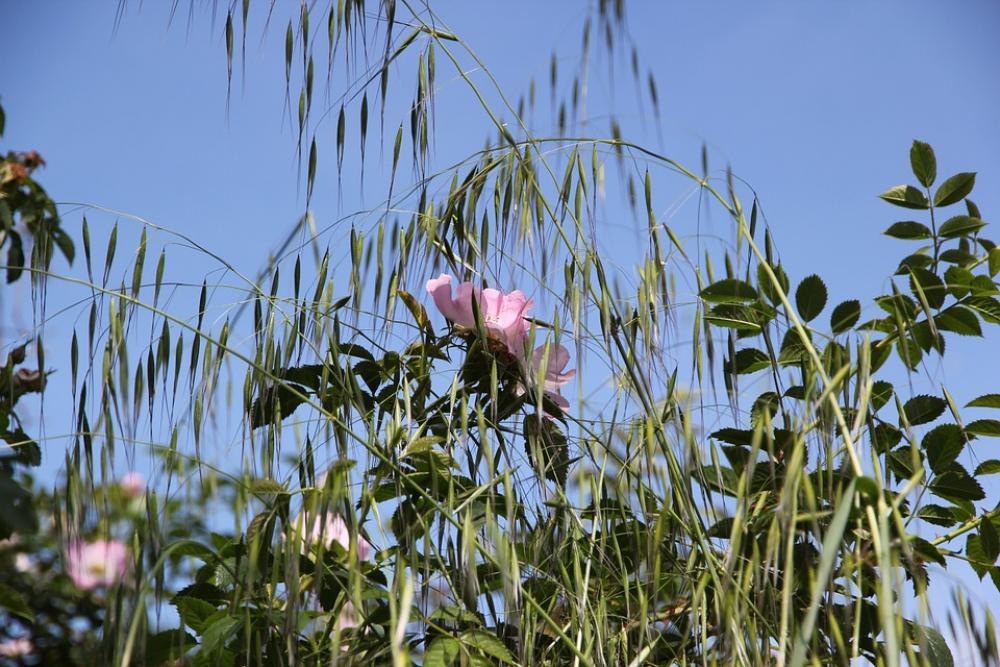 Pink Rose Plants Pink Rose Plants