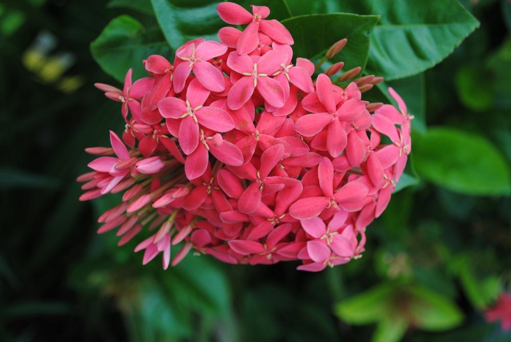 Pink Flower Bright Nature Bloom Botanical Pink Flower Bright Nature Bloom Botanical