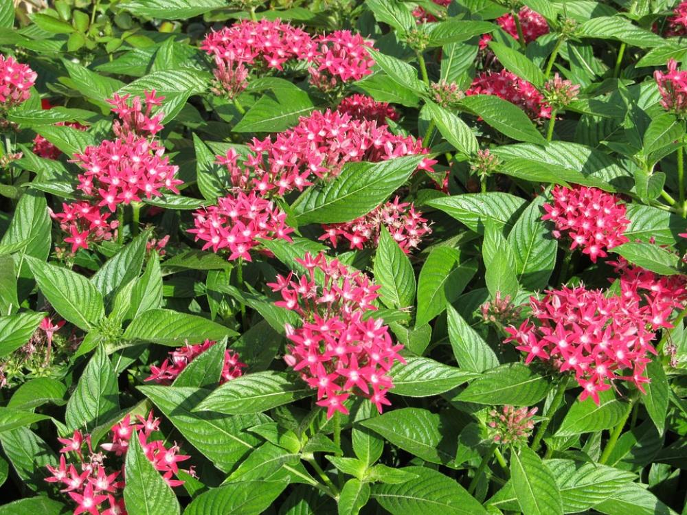 Pink Flower Tiny Small Blossoms Green Pink Flower Tiny Small Blossoms Green