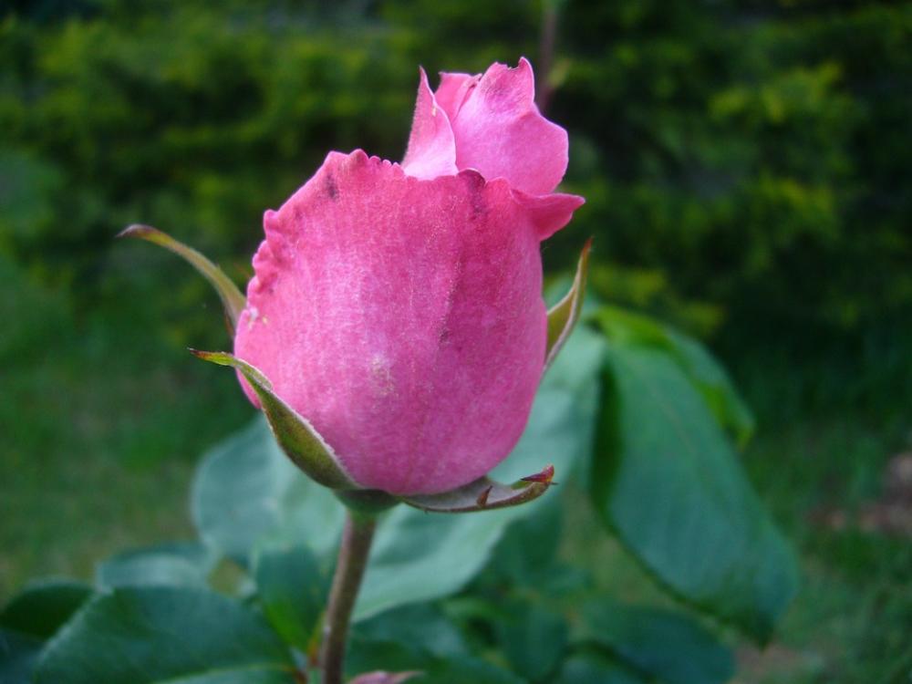 Pink Flower Garden Pink Flower Garden