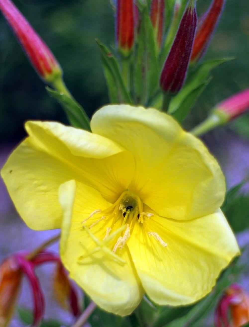 Pink Evening Primrose Primrose Pink Evening Primrose Primrose