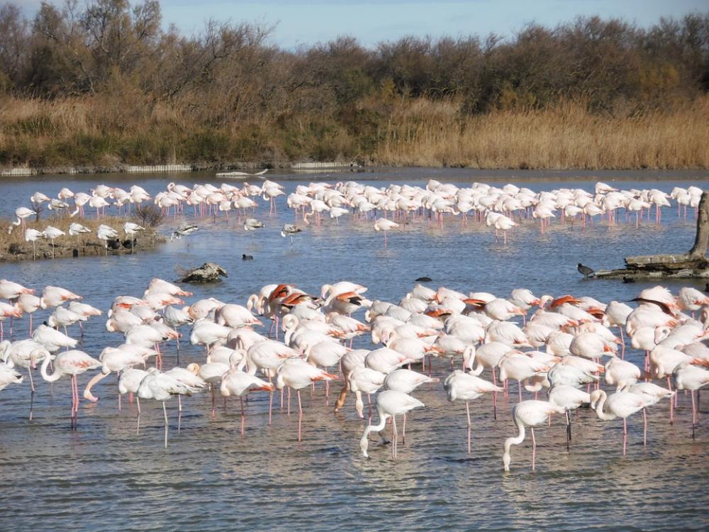 Pink Flemish Nature Animals Pink Flemish Nature Animals