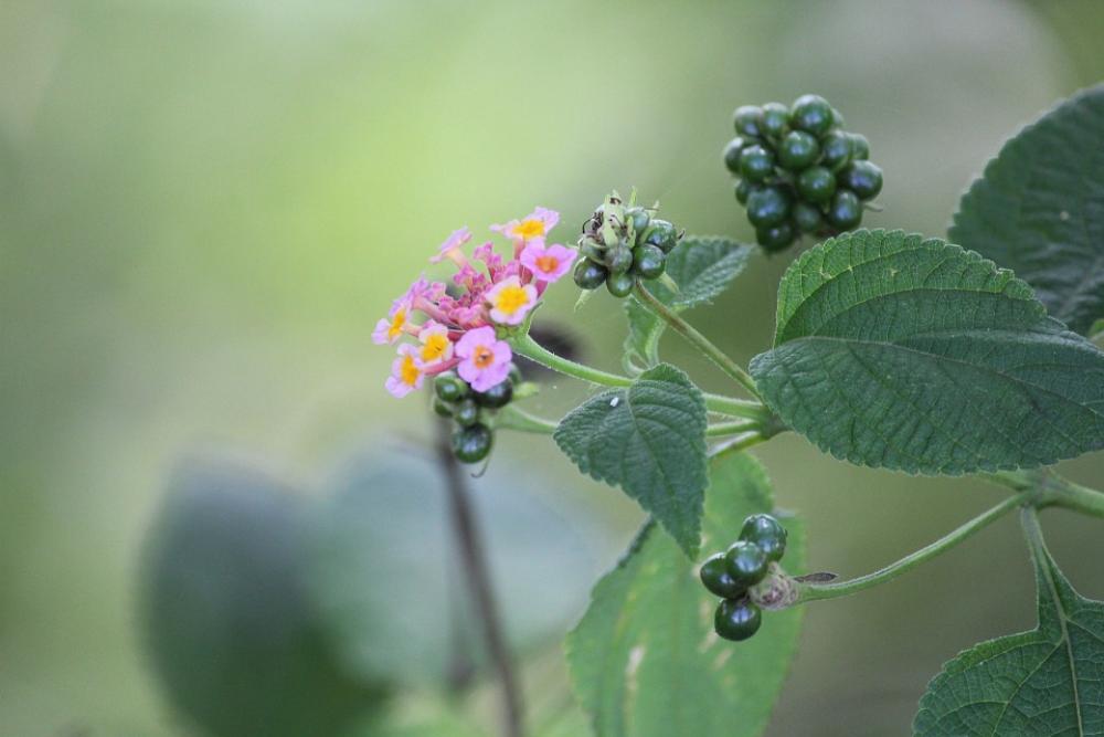 Pink Flowers Flowers Leaves Petals Tiny Flowers Pink Flowers Flowers Leaves Petals Tiny Flowers