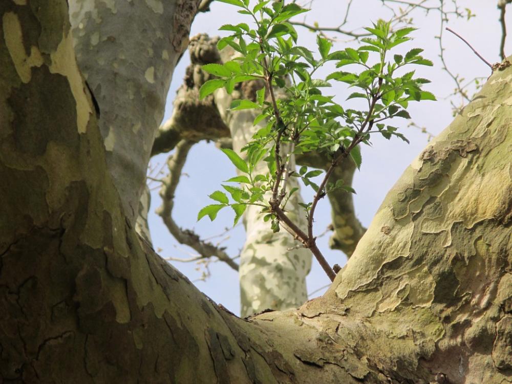 Sycamore Tree Log Bark Boy Shoots Sycamore Tree Log Bark Boy Shoots