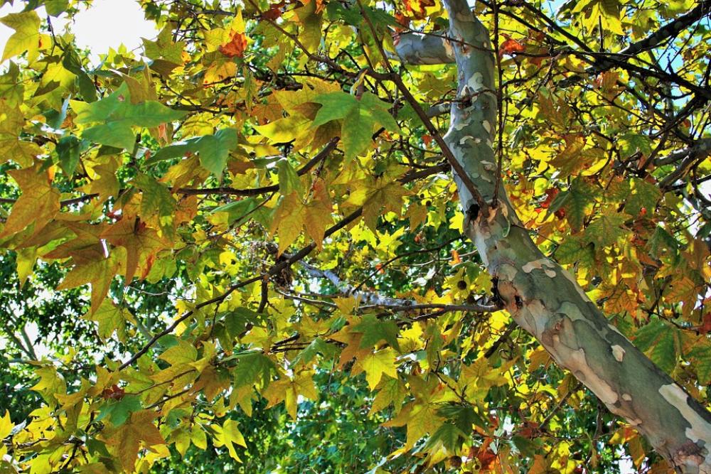 Plane Leaves Tree Plane Leaves Foliage Yellowing Plane Leaves Tree Plane Leaves Foliage Yellowing