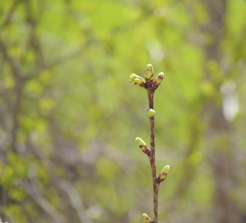 Plant Nature Branch Green Plant Nature Branch Green