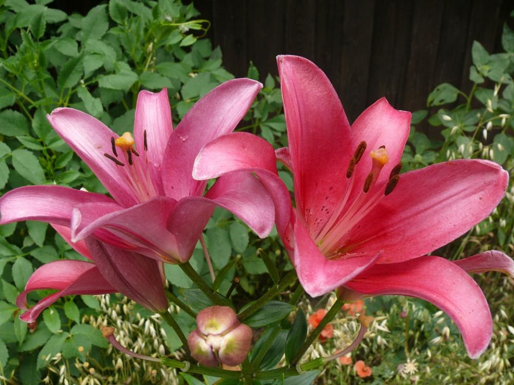 Plant Blossom Bloom Red Plant Blossom Bloom Red