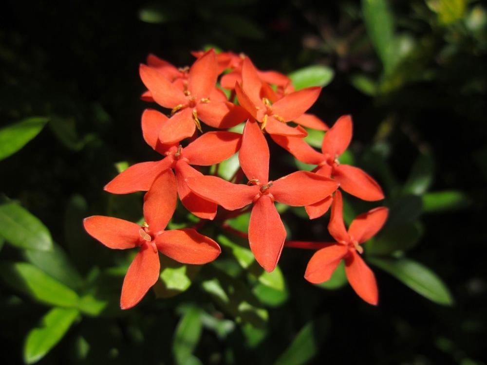 Plant Flower Grass Leaves Flowers Green Sprout Plant Flower Grass Leaves Flowers Green Sprout