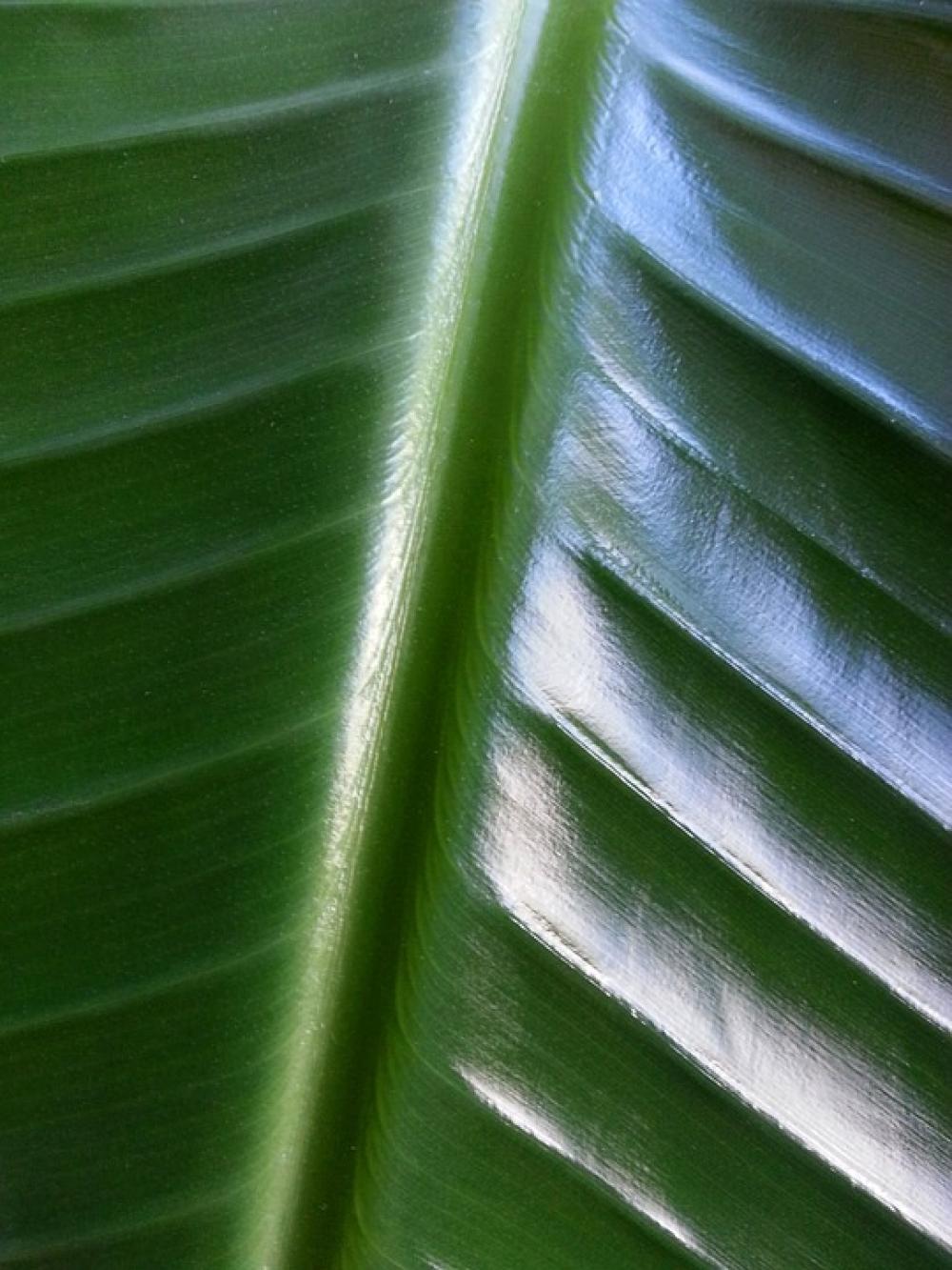 Plant Vegetable Green Leaf Leaves Nature Plant Vegetable Green Leaf Leaves Nature