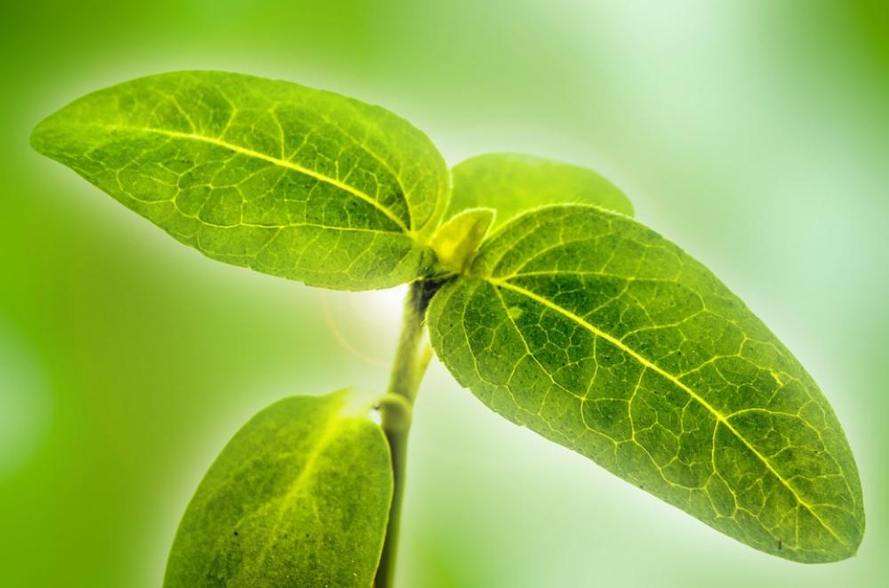 Plant Flower Leaves Leaf Green Macro Botanic Plant Flower Leaves Leaf Green Macro Botanic