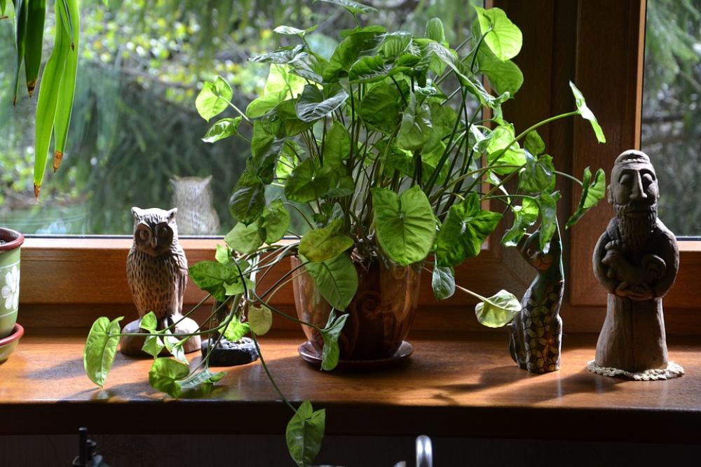 Plant Plants Leaf Beauty Green Flora Nature Plant Plants Leaf Beauty Green Flora Nature