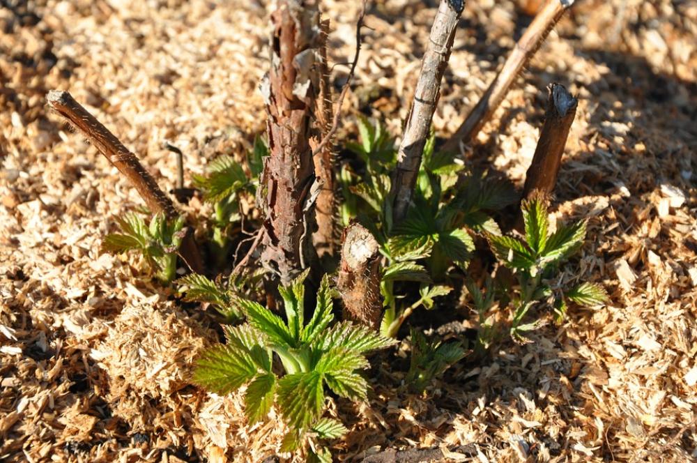 Plant Malina Spring Garden Green Plant Malina Spring Garden Green