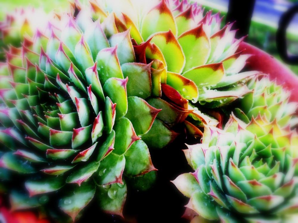 Plant Succulent Fat Succulent Plant Leaves Plant Succulent Fat Succulent Plant Leaves