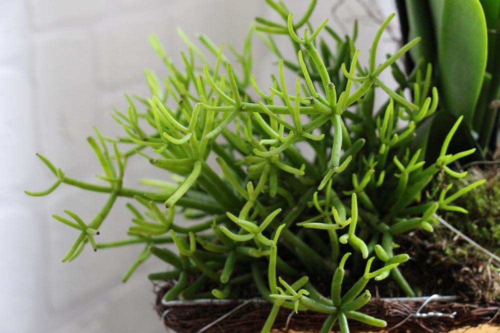 Plant Green Close Up Macro Stengel Nature Plant Green Close Up Macro Stengel Nature