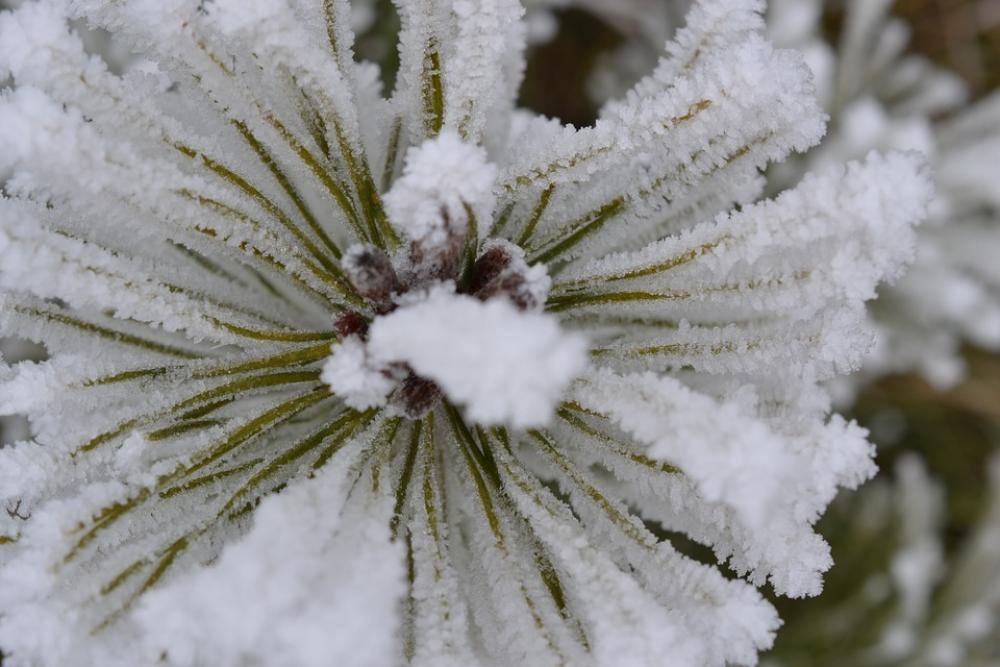Plant Fog Hoarfrost Autumn Cold Nature Plant Fog Hoarfrost Autumn Cold Nature