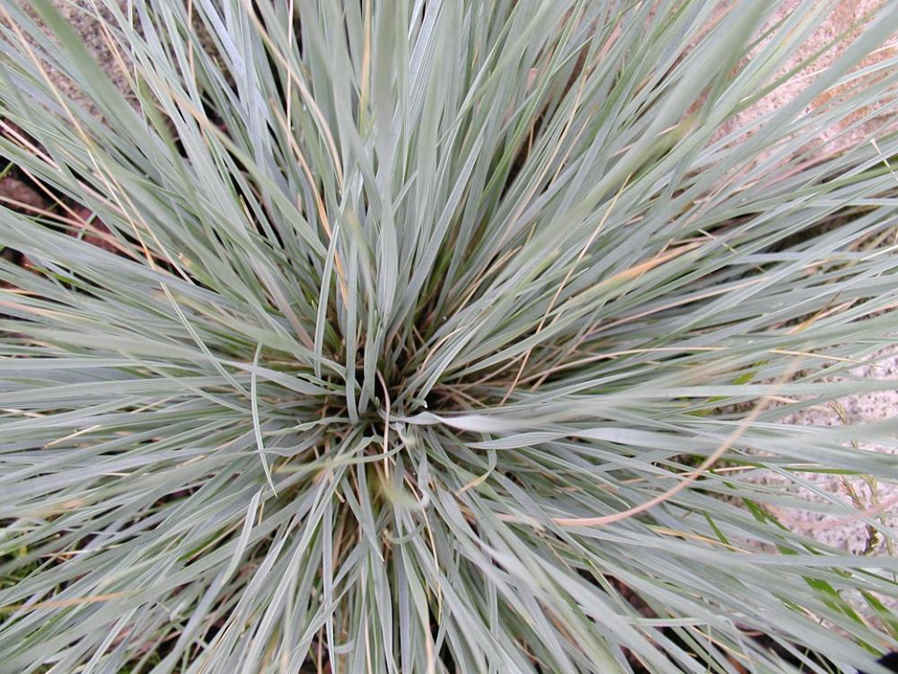 Plant Nature Flora Cluster Grass Plant Nature Flora Cluster Grass