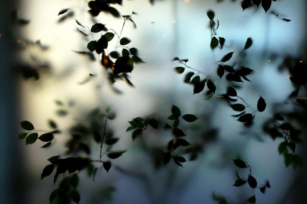 Plant Leaf Green Nature Leaves Plant Leaves Bokeh Plant Leaf Green Nature Leaves Plant Leaves Bokeh