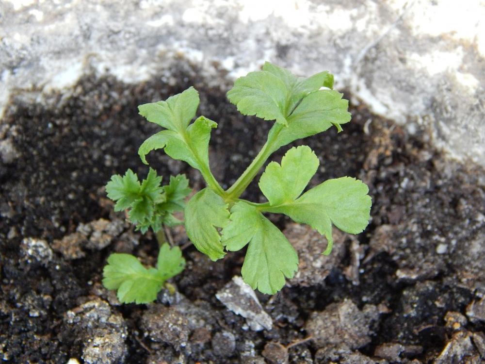 Plant Green Nature Plant Green Nature
