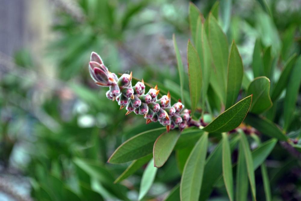 Plant Ornamental Plant Leaves Green Greens Garden Plant Ornamental Plant Leaves Green Greens Garden
