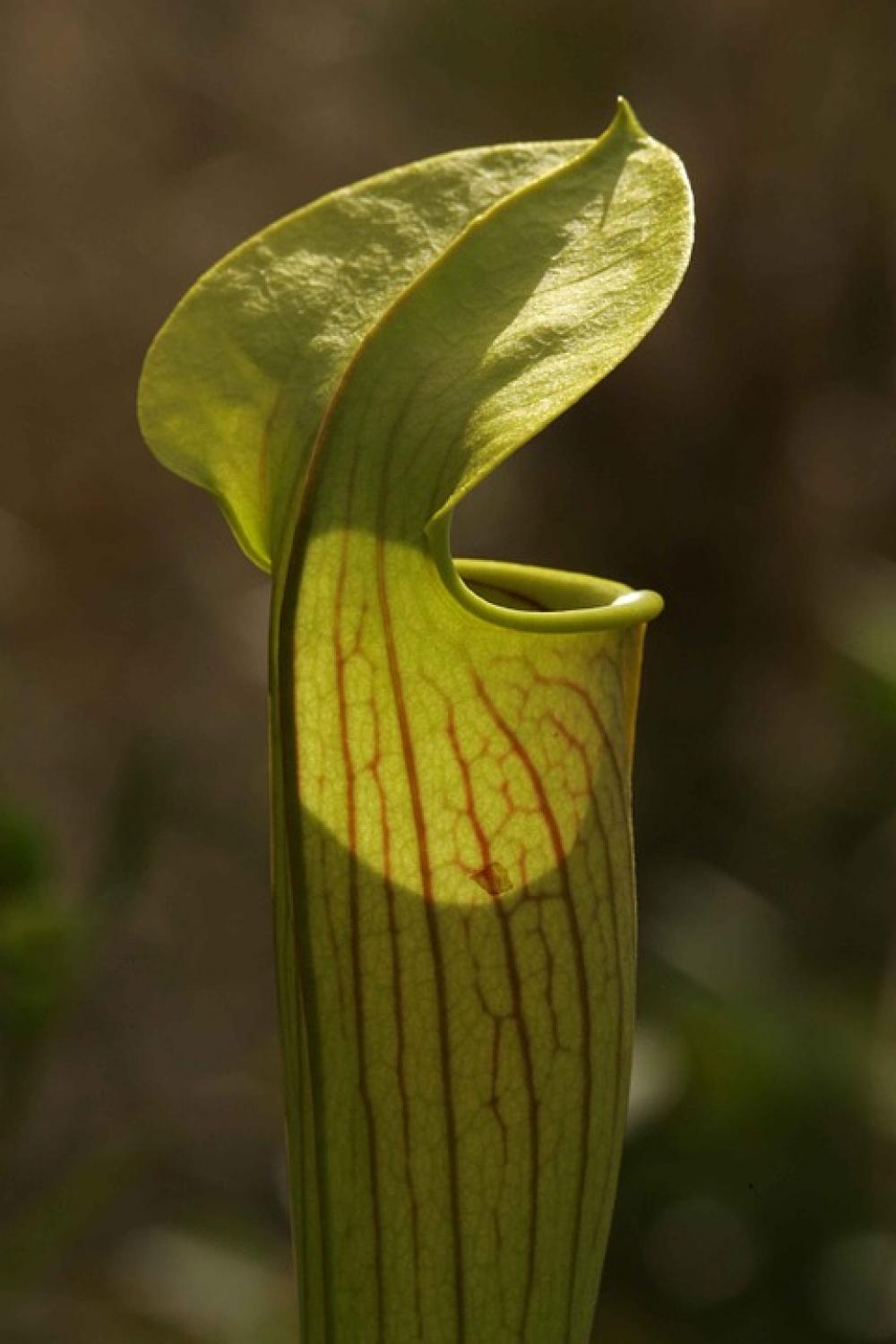 Plant Carnivorous Macro Plant Carnivorous Macro