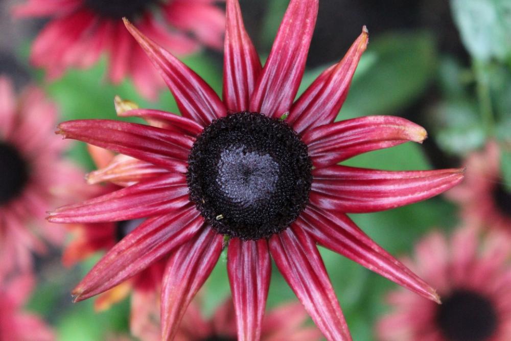 Plant Flower Nature Bloom Garden Beautiful Plant Flower Nature Bloom Garden Beautiful