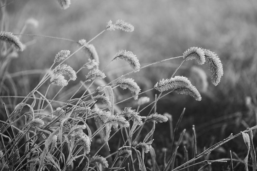 Plant Black And White Natural Autumn Plant Black And White Natural Autumn