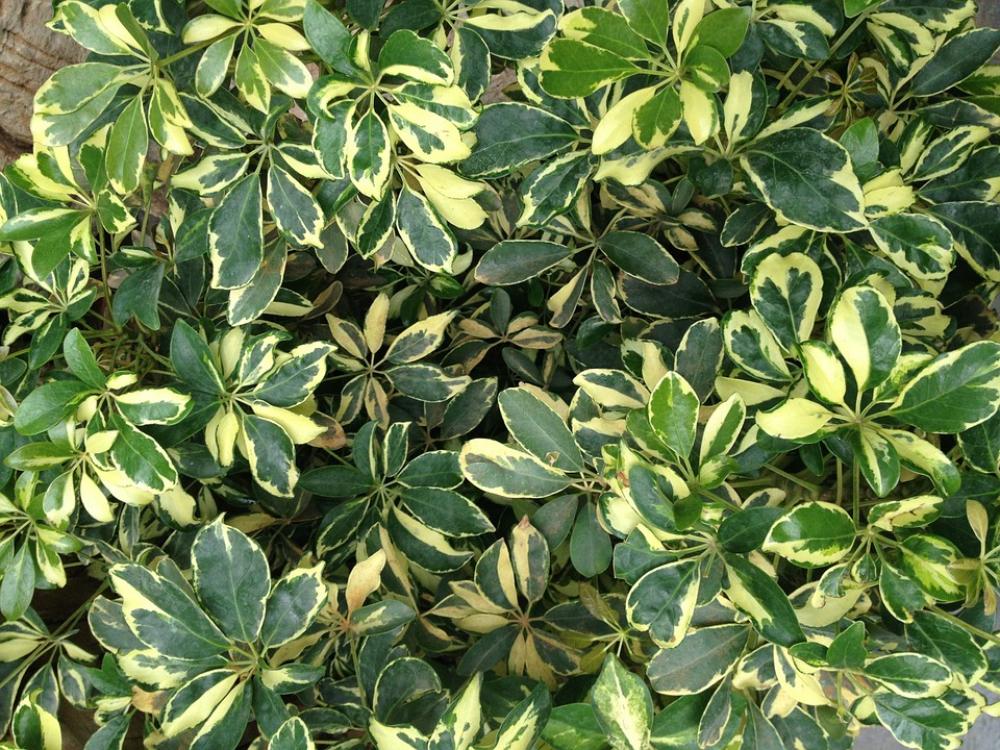 Plant Grass Leaf Plant Grass Leaf