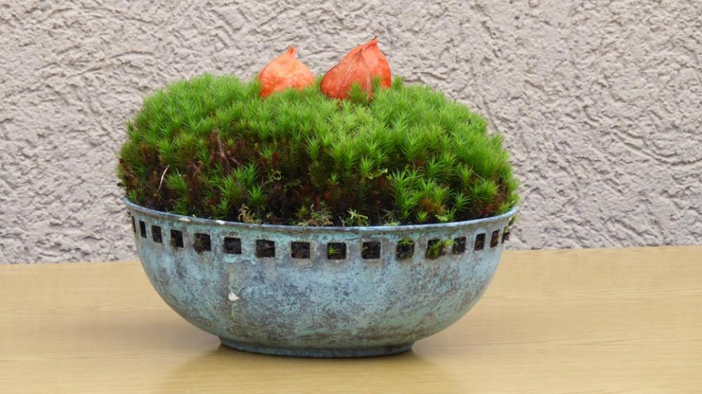 Plant Autumn Deco Decoration Green Flowers Plant Autumn Deco Decoration Green Flowers