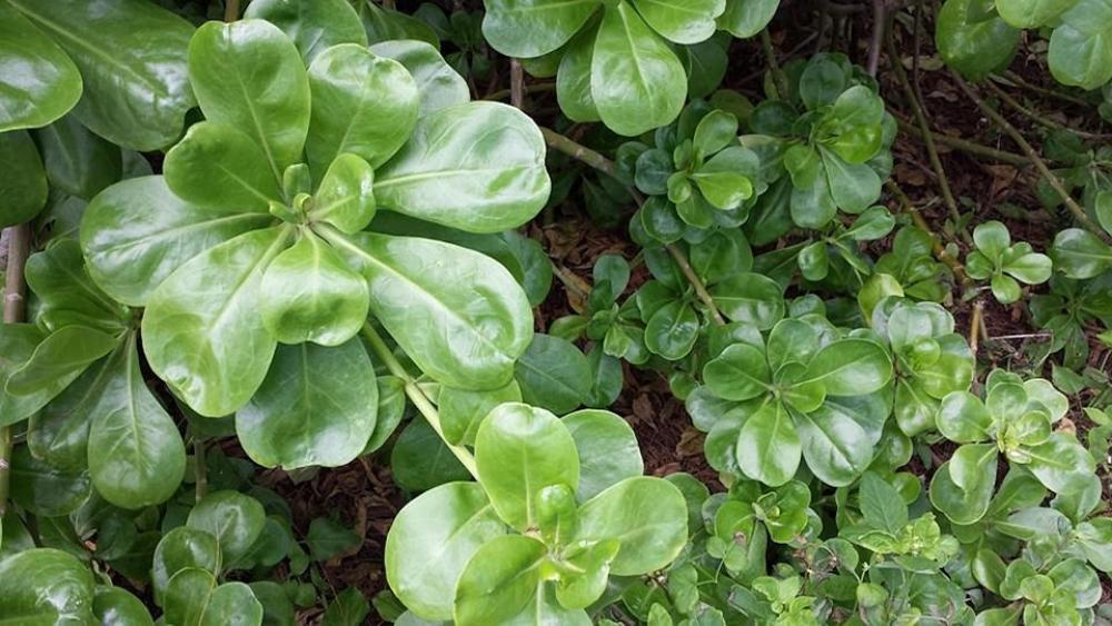 Plant Plants Nature Green Leaf Garden Environment Plant Plants Nature Green Leaf Garden Environment