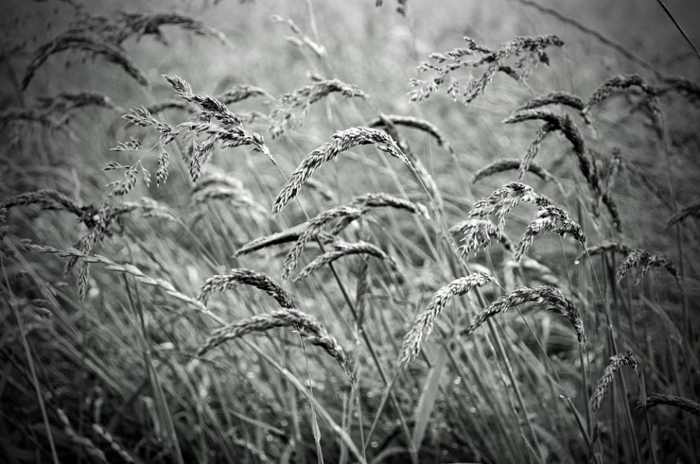 Plant Macro Nature Seasons Black White Spring Plant Macro Nature Seasons Black White Spring
