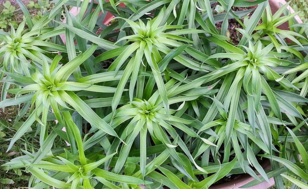 Plant Green Grow Garden Summer Nature Flora Plant Green Grow Garden Summer Nature Flora