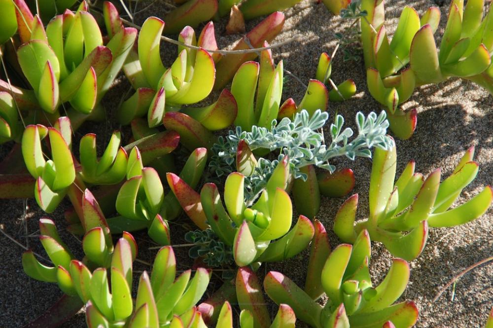 Plants Beach Green Plants Beach Green