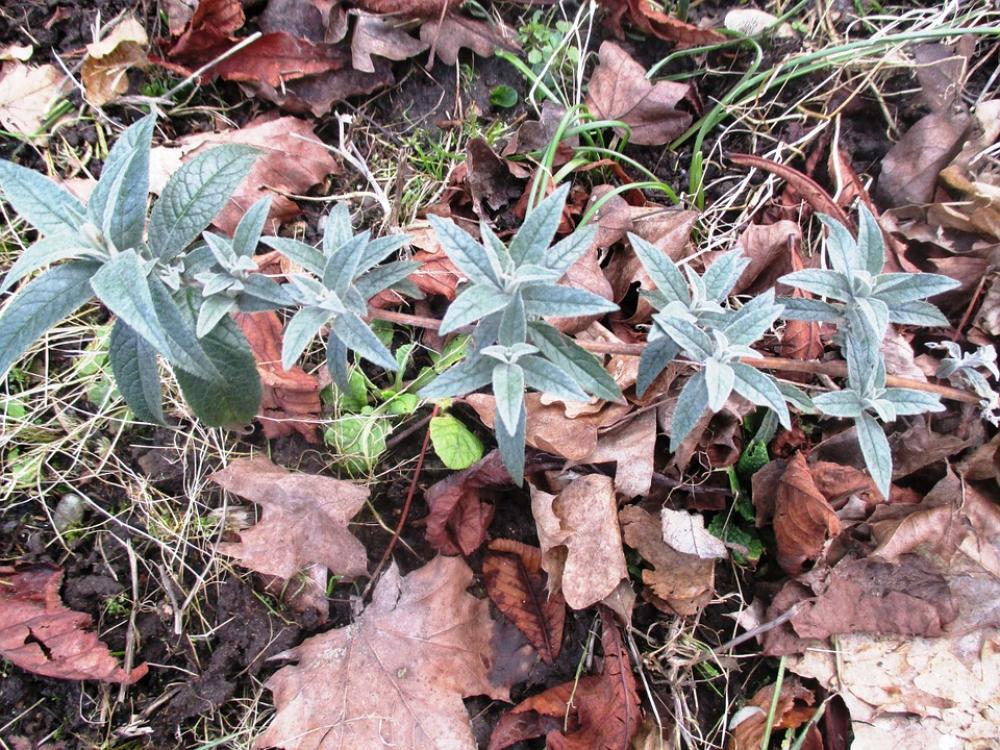 Plants Shoot Nature Grass Leaves Arid Brown Green Plants Shoot Nature Grass Leaves Arid Brown Green