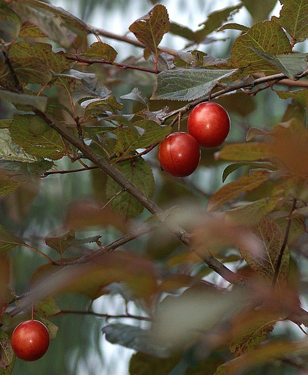 Plum Fruit Fruit Growing The Richness Of Sad Plum Fruit Fruit Growing The Richness Of Sad