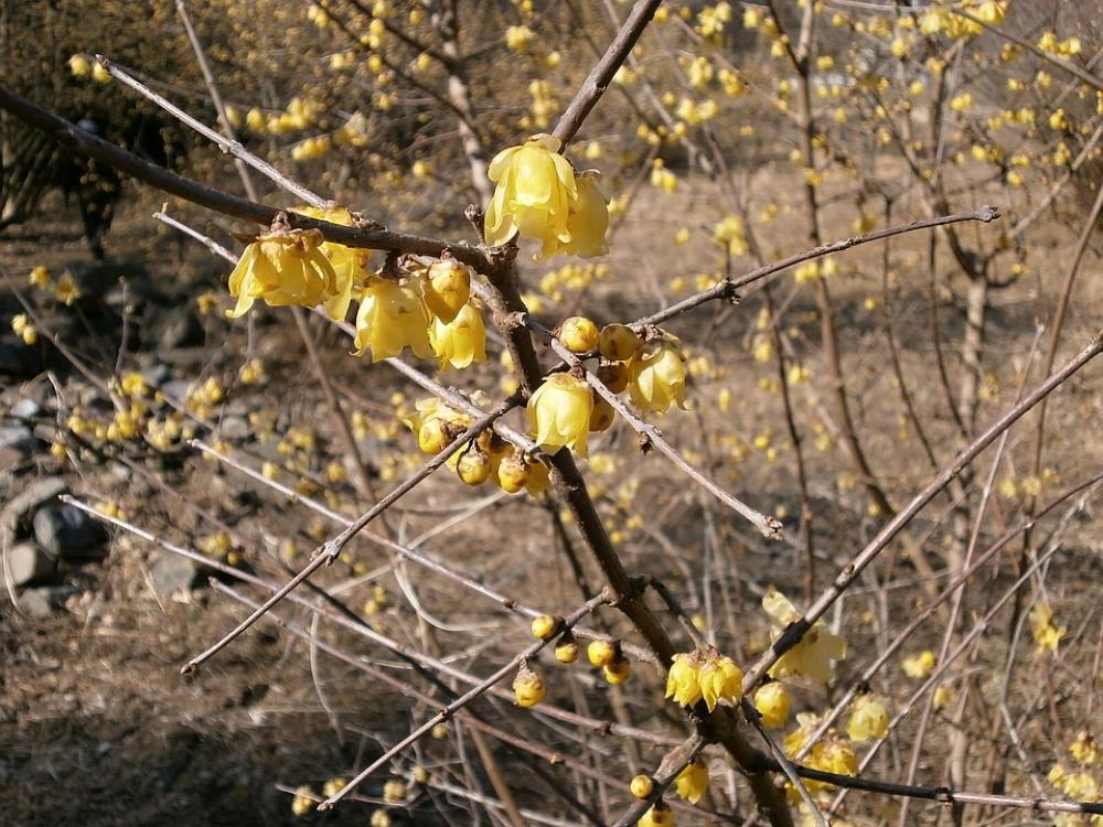 Plum Robin Flowers Wood Yellow Plum Robin Flowers Wood Yellow