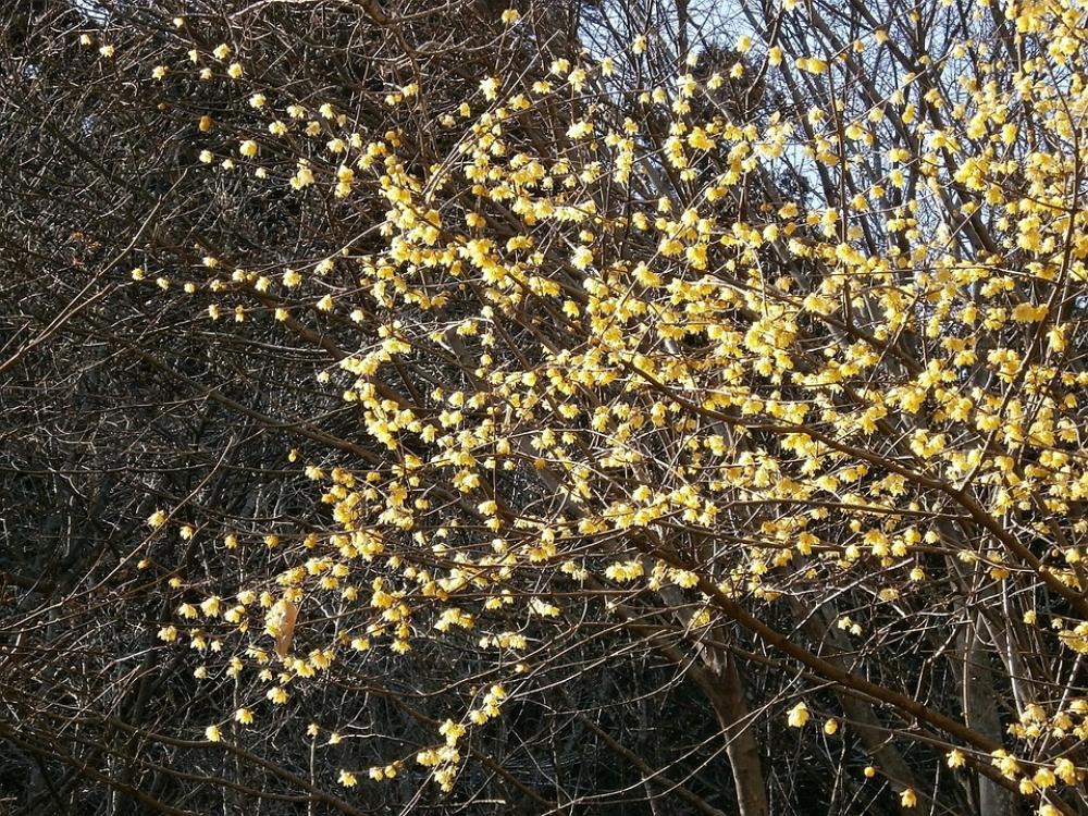 Plum Robin Flowers Wood Yellow Plum Robin Flowers Wood Yellow