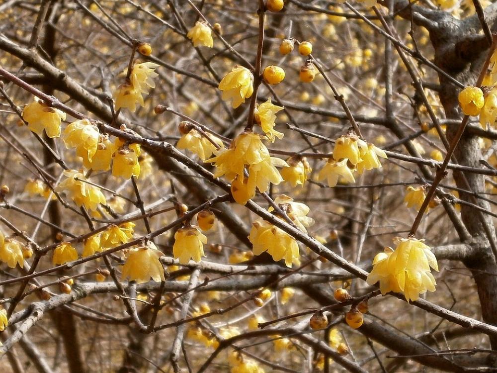 Plum Robin Flowers Wood Yellow Plum Robin Flowers Wood Yellow
