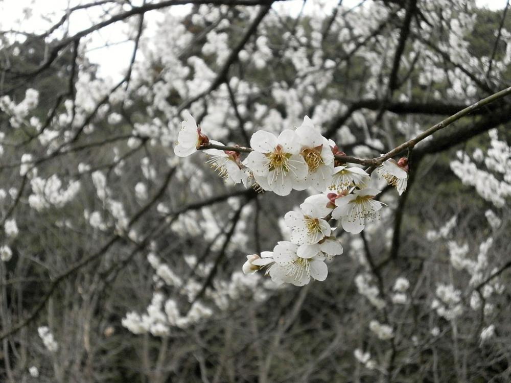 Plum Plum Blossoms White Flowers Spring Plum Plum Blossoms White Flowers Spring