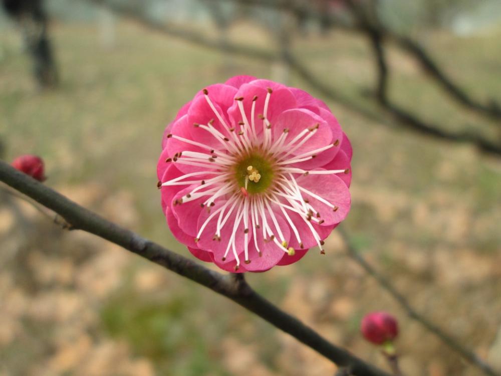 Plum Garden Castle Peak Park Plum Blossom Pink Plum Garden Castle Peak Park Plum Blossom Pink