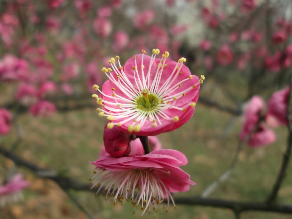 Plum Garden Castle Peak Park Plum Blossom Pink Plum Garden Castle Peak Park Plum Blossom Pink