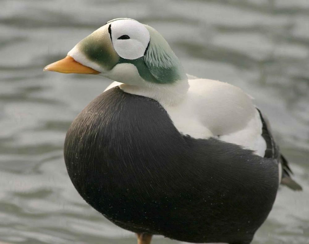 Plumage Winter Feathers Somateria Eider Spectacled Plumage Winter Feathers Somateria Eider Spectacled