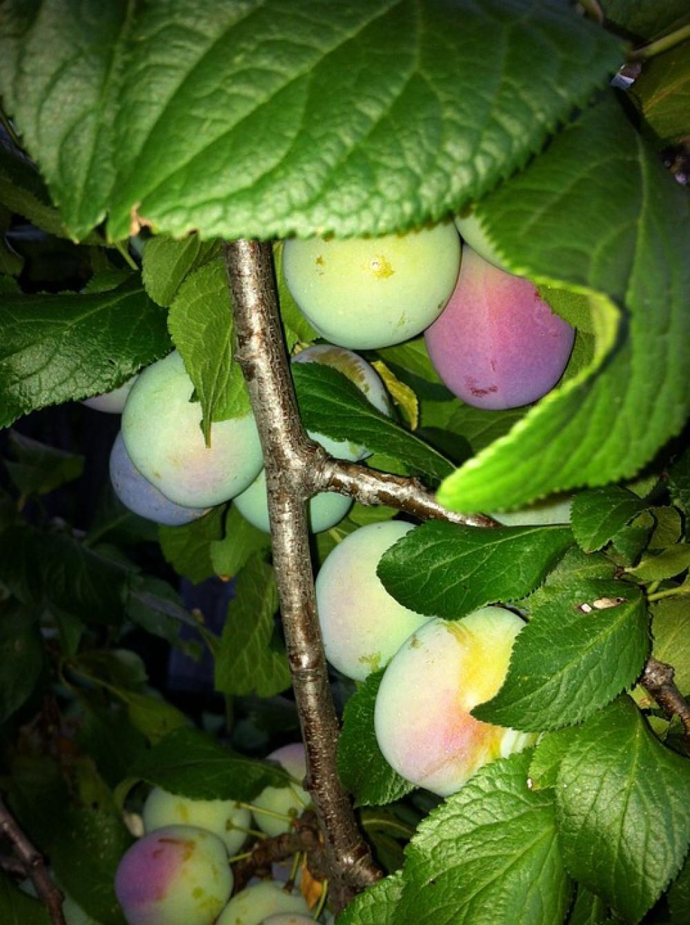 Plumb Tree Purple Wild Fruit Leaves Forrest Plumb Tree Purple Wild Fruit Leaves Forrest