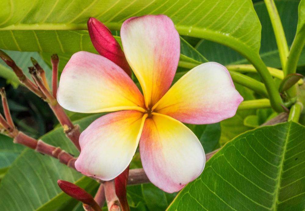 Plumeria Flower Blossom Tropical White Nature Plumeria Flower Blossom Tropical White Nature