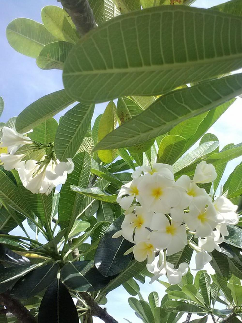Plumeria Frangipani Green Flora Summer Flowers Plumeria Frangipani Green Flora Summer Flowers